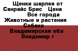 Щенки шарпея от Санрайс Брис › Цена ­ 30 000 - Все города Животные и растения » Собаки   . Владимирская обл.,Владимир г.